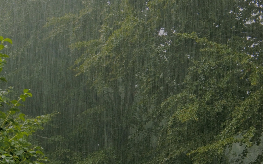 rainy-forest (1).jpg